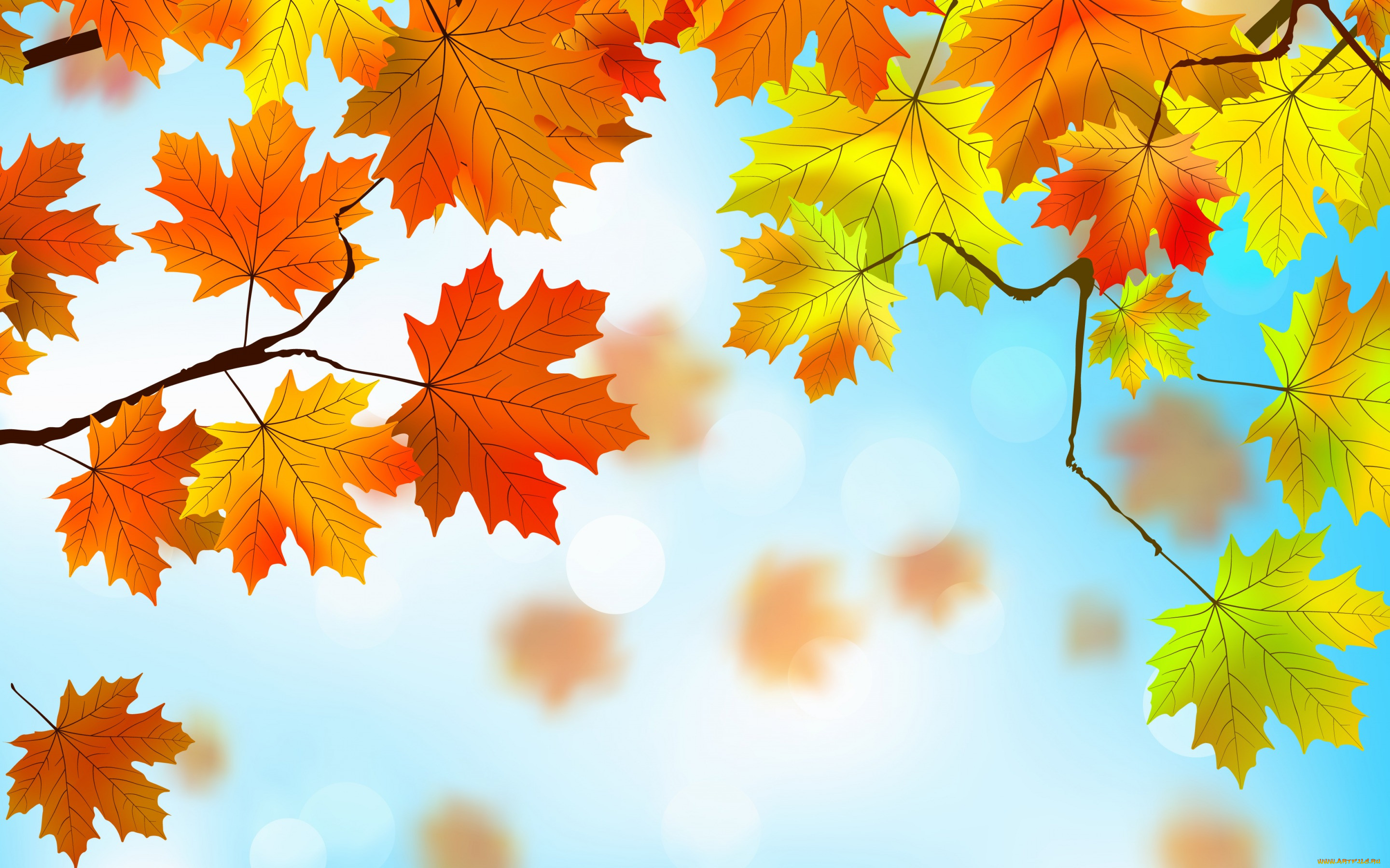  ,  , nature, , , , autumn, maple